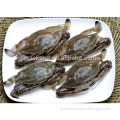 /company-info/650128/frozen-swimming-crab/best-quality-frozen-cut-swimming-crab-58759391.html